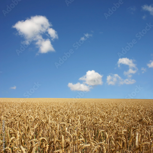 A Golden Wheat Field Landscape with blue Sky