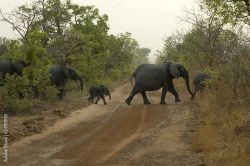 Famille d'éléphants traversant une piste