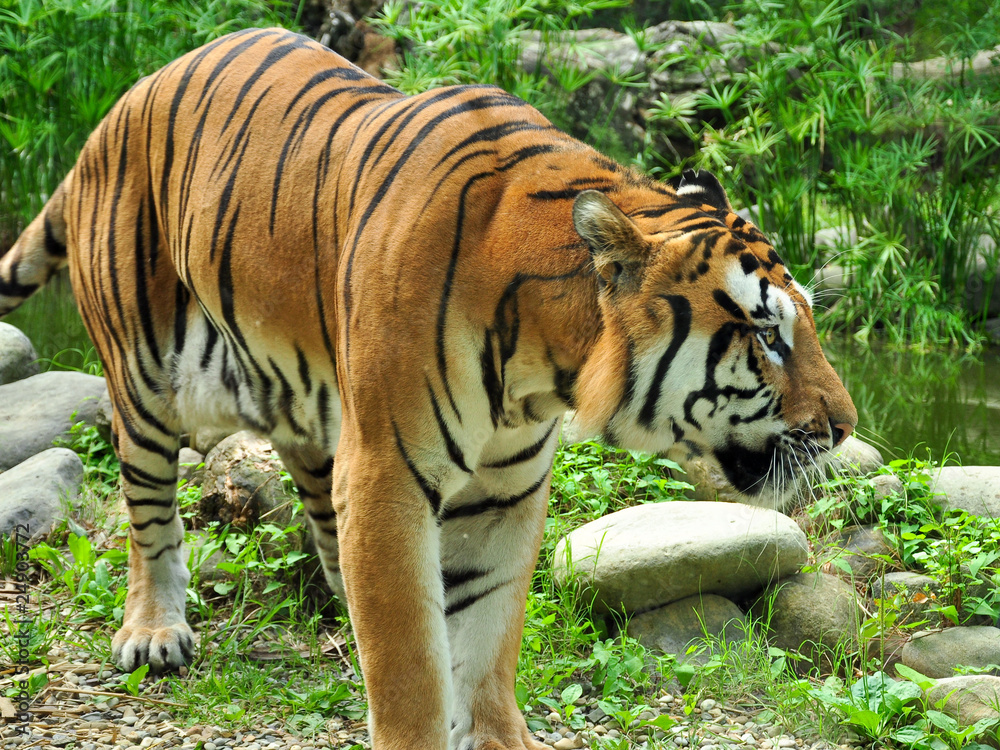 Obraz premium tigre a passeggio