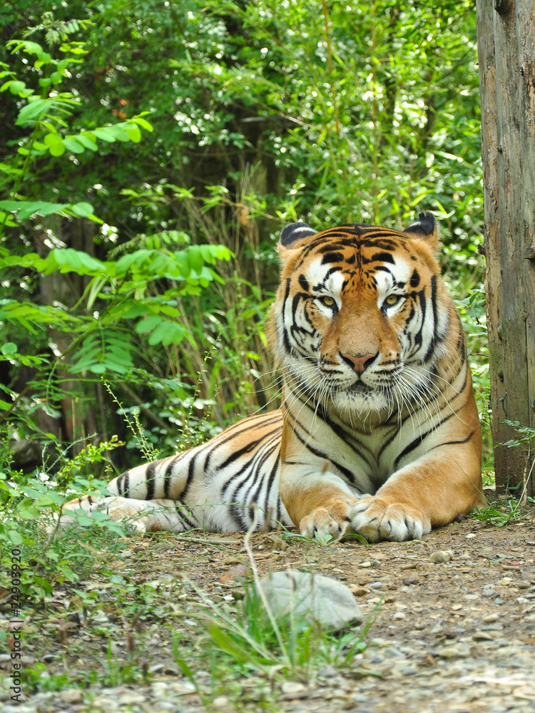 Fototapeta premium tigre sguardo