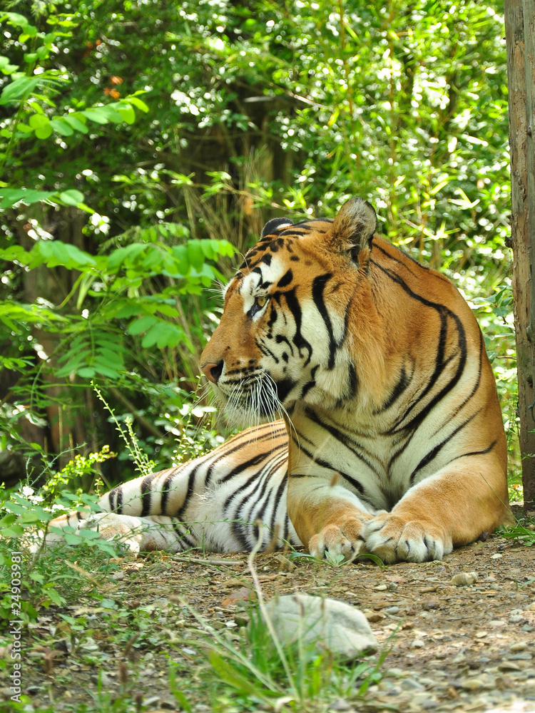 Fototapeta premium tigre sguardo laterale
