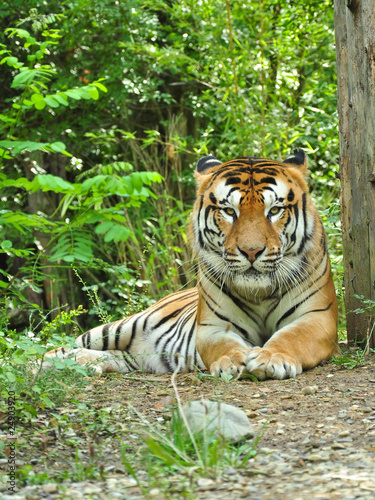 tigre sguardo