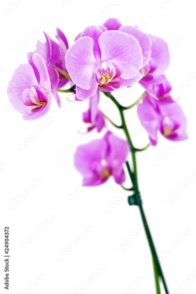 Beauty Orchid Beauty Orchid