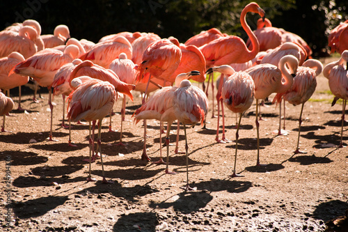 Flamingos