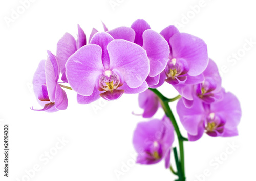 Fototapeta Naklejka Na Ścianę i Meble -  Beauty Orchid