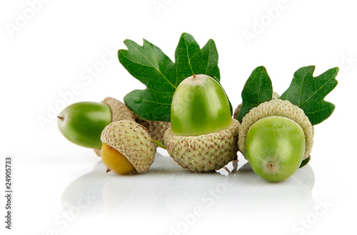 green acorn fruits with leaves
