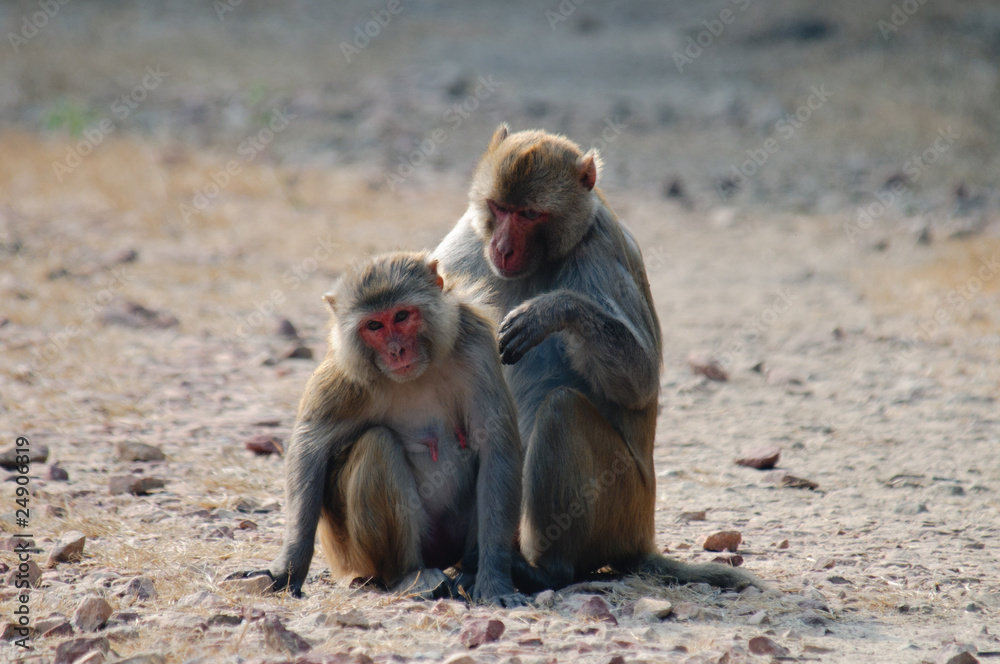 pair of Rhesus macaques Macaca mulatta