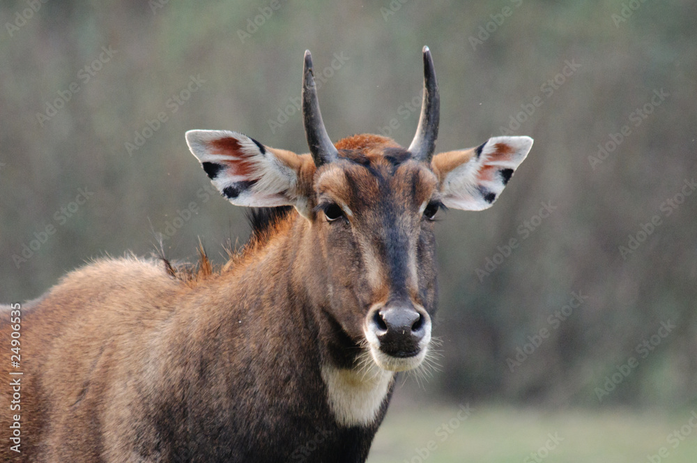 Blue Bull (Nilgai) Boselaphus tragocamelus