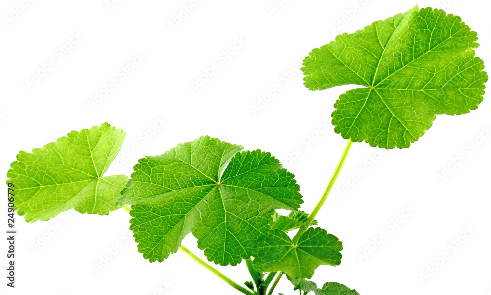 jeune plante verte, fond blanc jeune plante verte, fond blanc