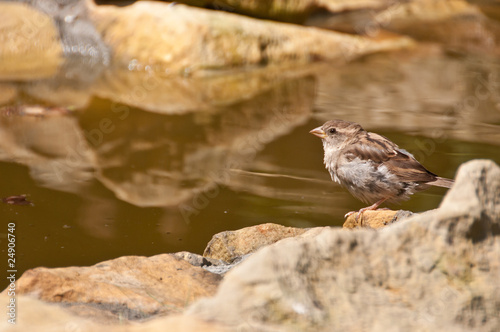 Small House Sparrow (Passer domesticus) rests on the side of the