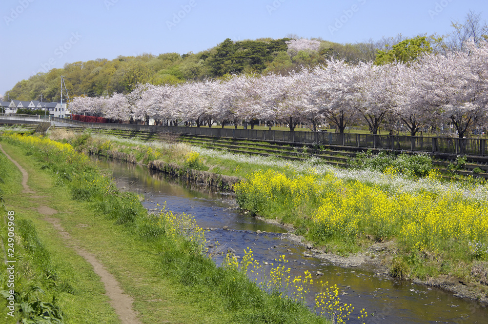 東京、野川緑道の桜