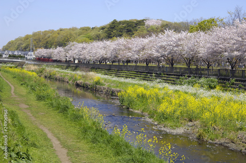 東京、野川緑道の桜 photo