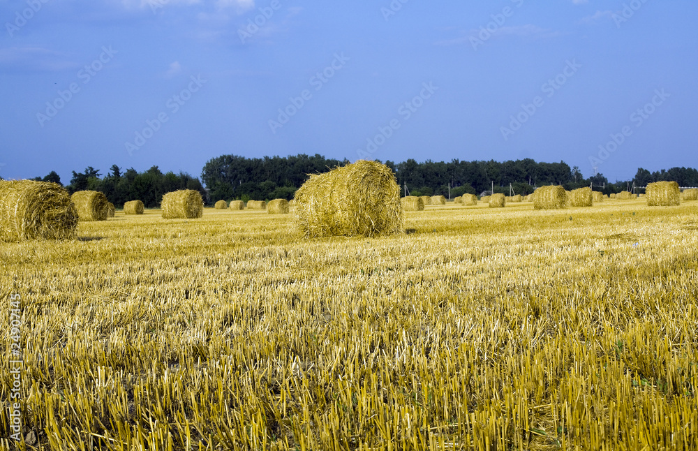 Naklejka premium agriculture