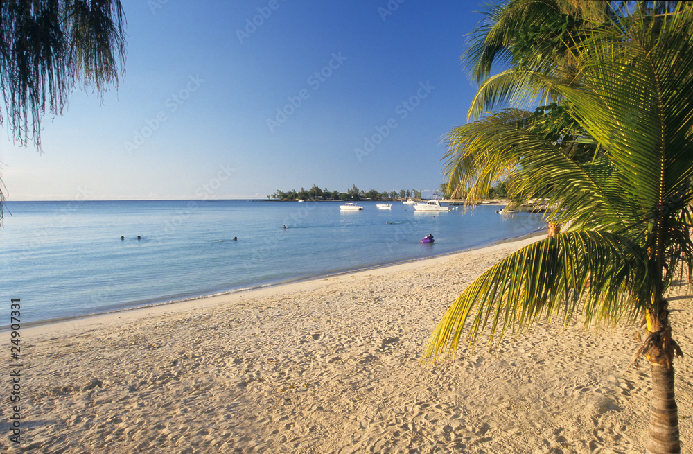 Obraz premium Palm tree and beach Mauritius Island