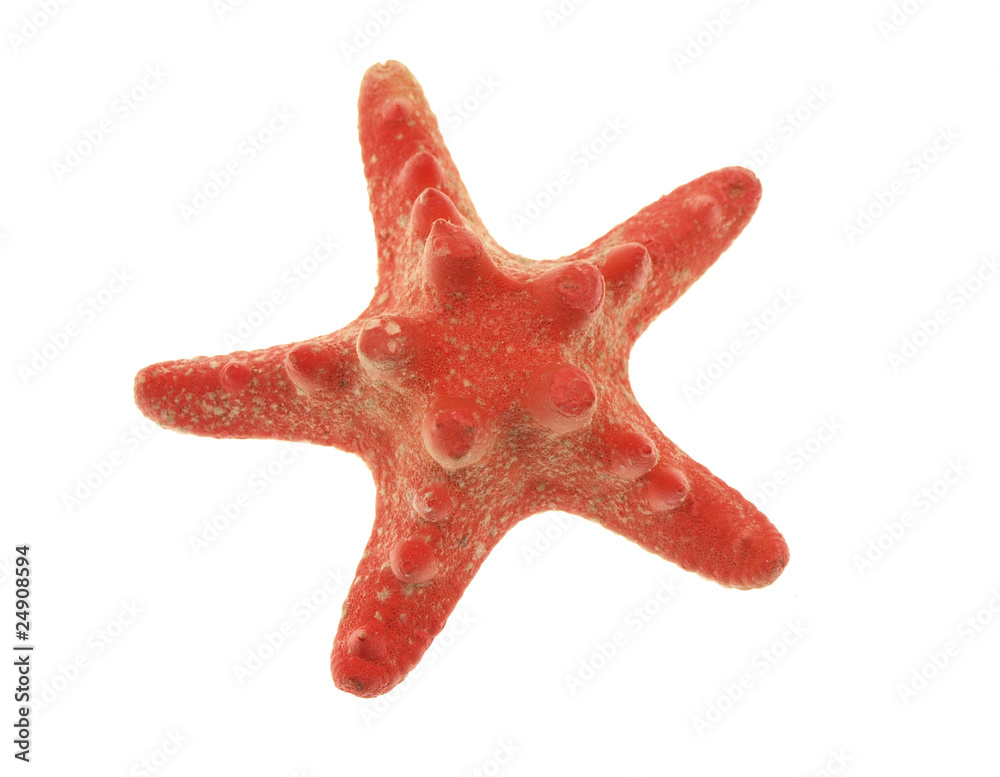 Sea star on white Sea star on white