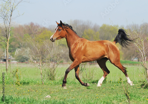 beautiful arabian horse running trot on pasture