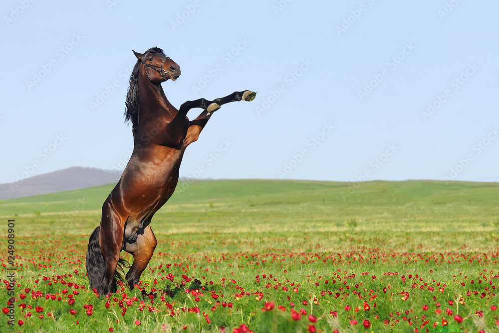 Naklejka premium beutiful brown horse rearing on pasture