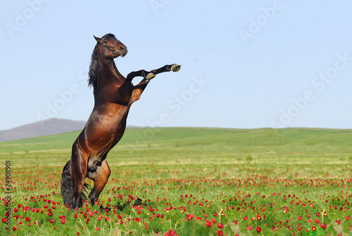 beutiful brown horse rearing on pasture
