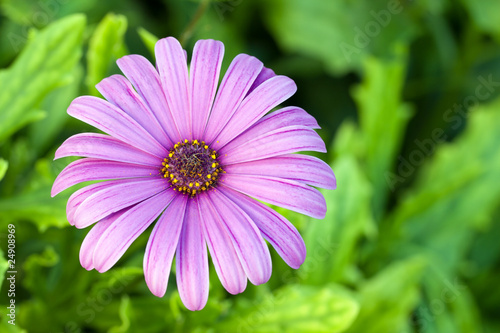 Flor violeta sobre fondo verde