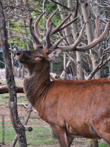 doux regard d'un jeune cerf