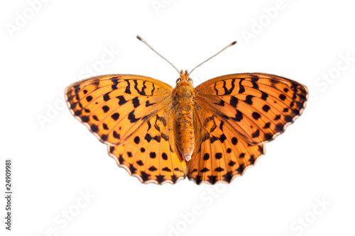 farfalla arancione