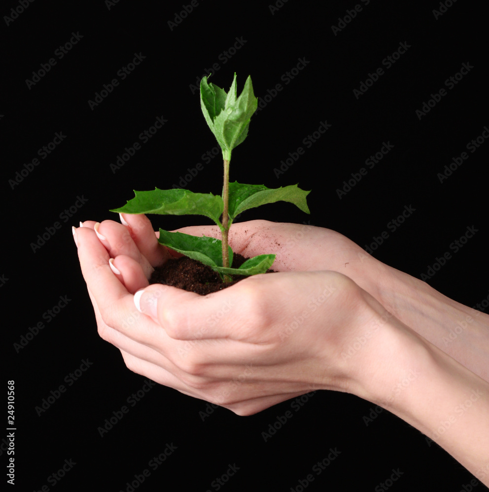 Young plant in hand over black background Young plant in hand over black background