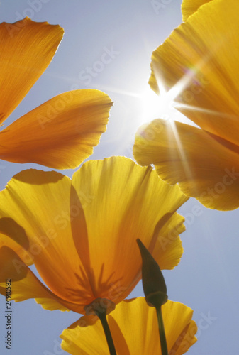 Goldmohn im Gegenlicht photo