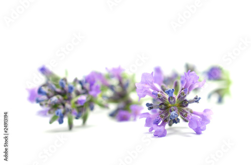 Lavandula officinalis on white background