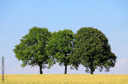 three trees cornfield and blue sky