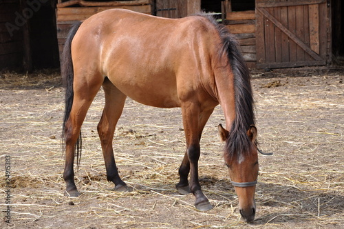 Brown horse