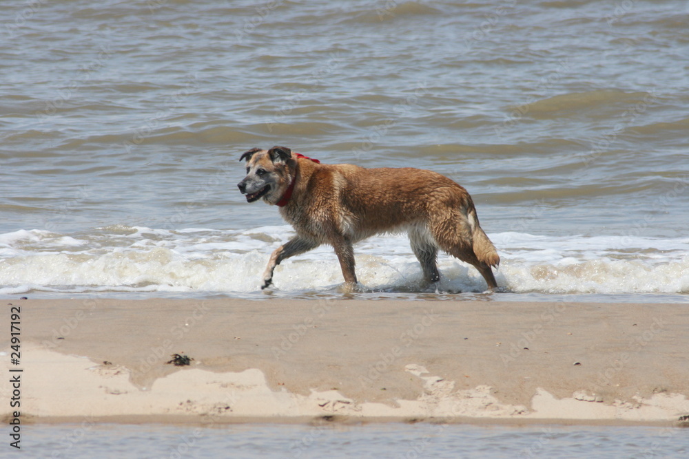 Strandläufer Strandläufer