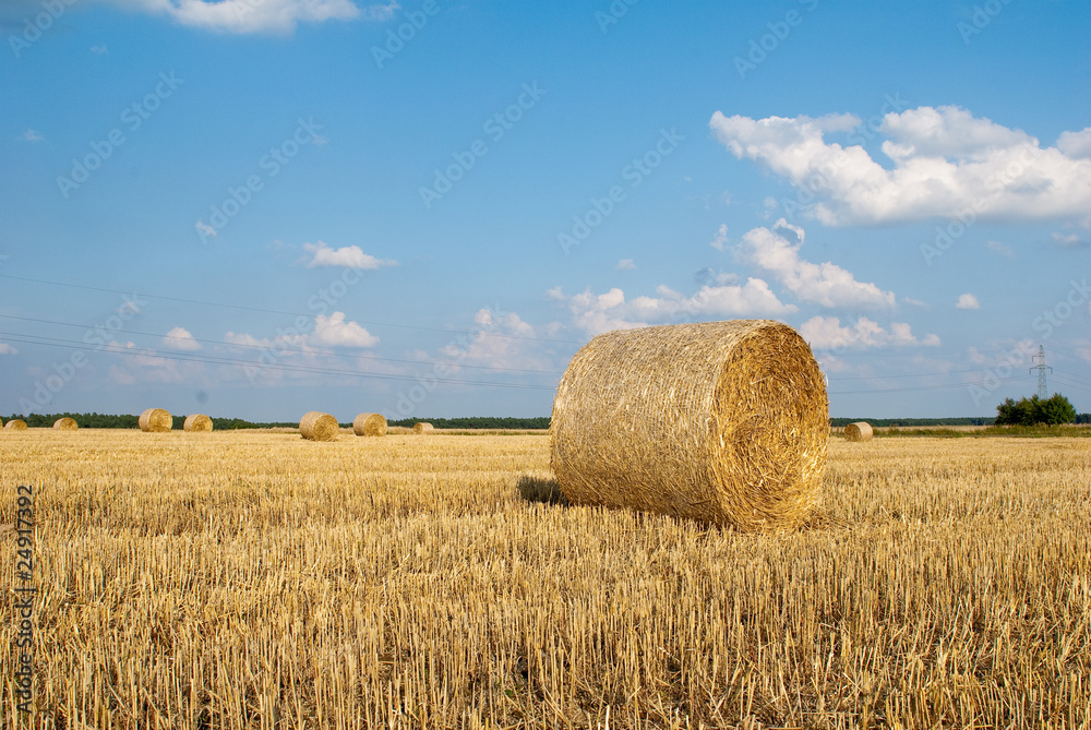 Fototapeta premium straw on the field