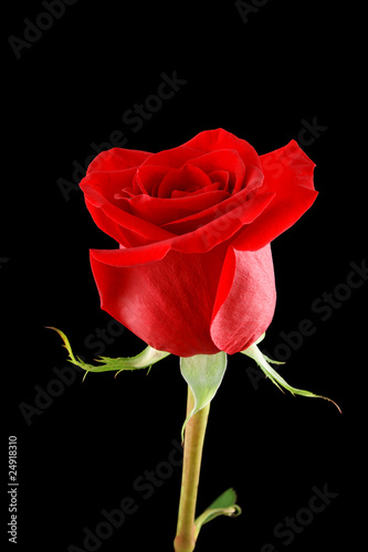 Single red rose close up isolated on black