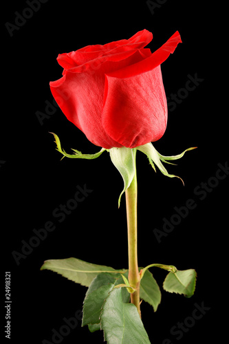 Fototapeta Naklejka Na Ścianę i Meble -  Single red rose isolated on black background