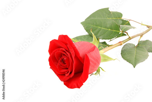 Fototapeta Naklejka Na Ścianę i Meble -  Red rose close up isolated on white