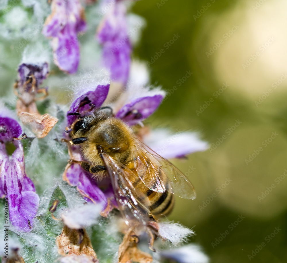 Honeybee in a Flowering Lambs Ear Plant Honeybee in a Flowering Lambs Ear Plant