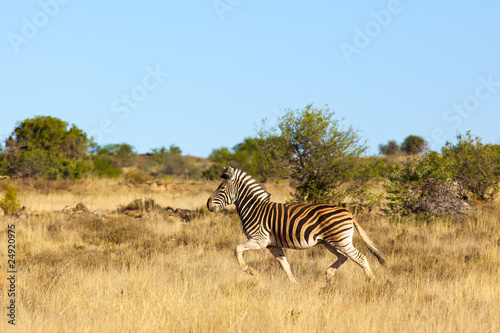 Burchell s Zebra