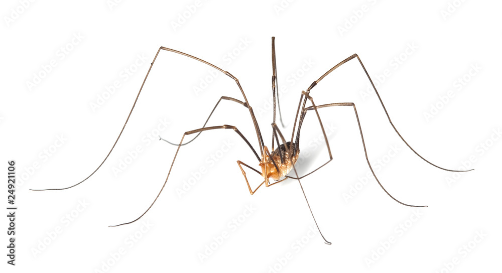 Harvestman isolted on white background. Harvestman isolted on white background.