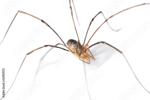 Harvestman isolted on white background.