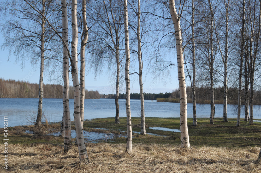 Fototapeta premium The birch trees on bank of the lake in Finland