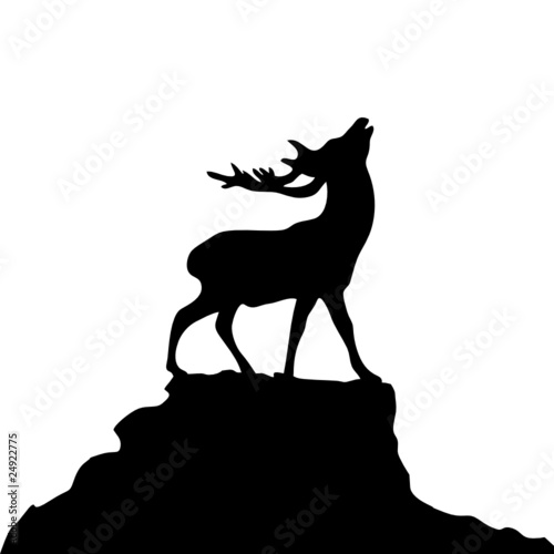 hirsch