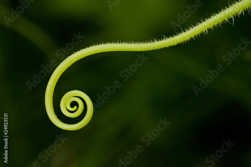 plant spiral