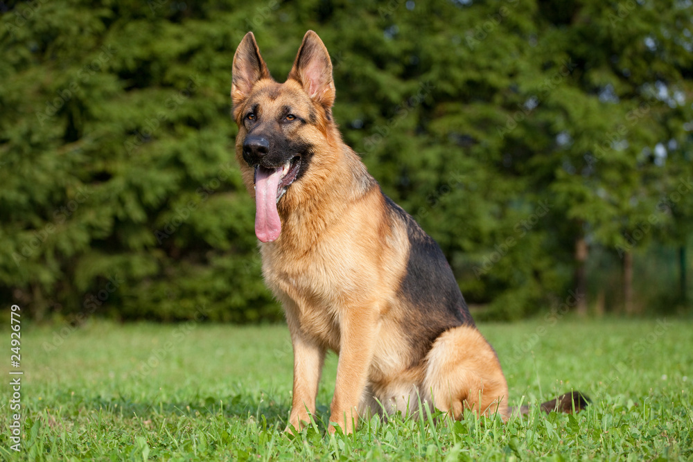 German shepherd