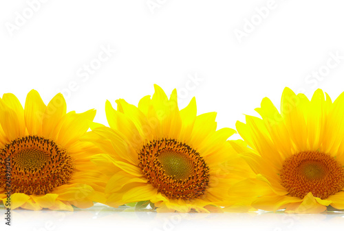 Fototapeta Naklejka Na Ścianę i Meble -  Three sunflowers with copyspase
