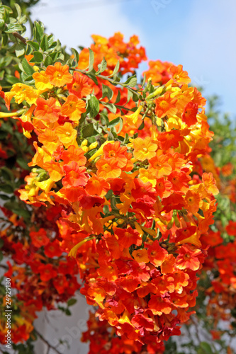 bouquet de fleurettes orange