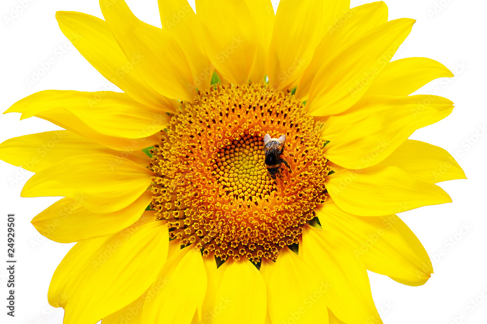 Naklejka premium Flower sunflower and bumblebee
