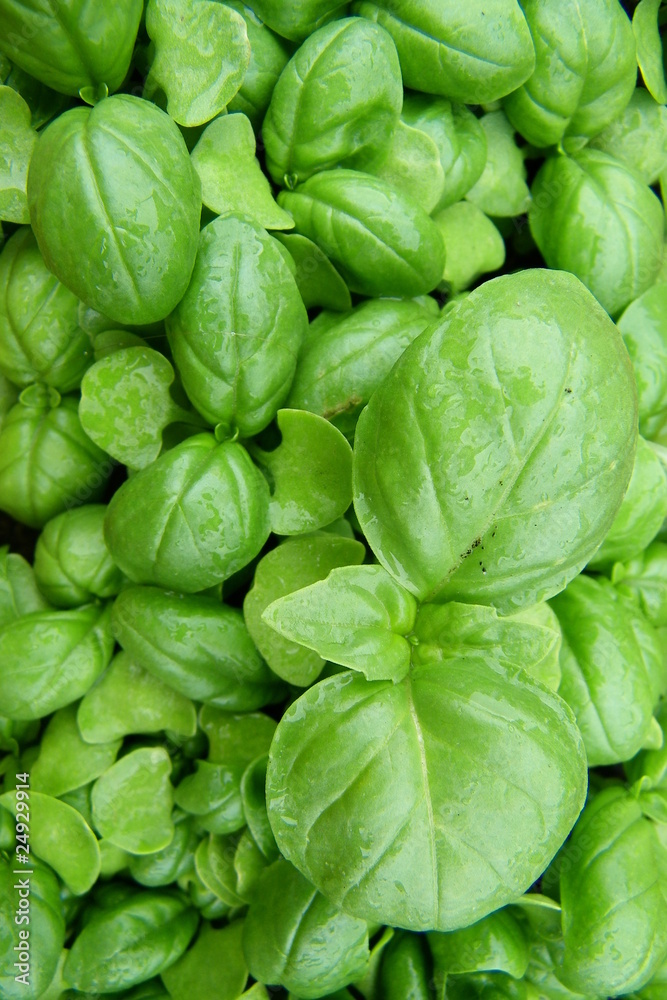 Basilic grand vert Basilic grand vert