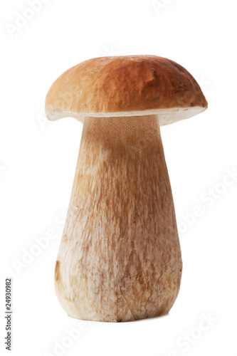 fresh mushroom