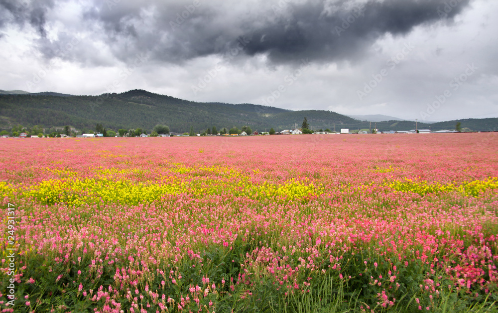 Field of pink flowers