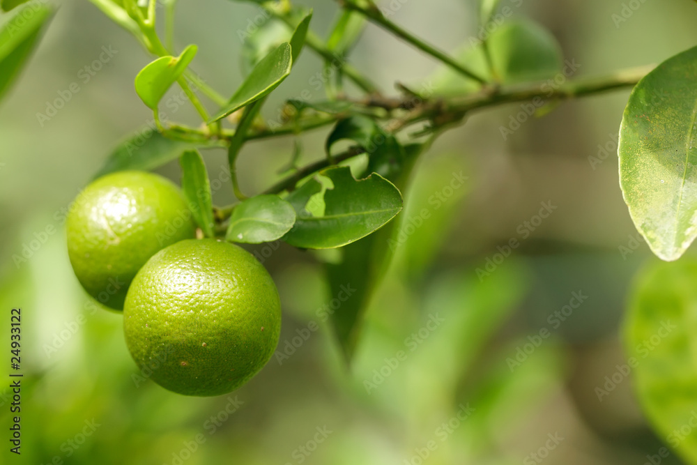 two green oranges on tree